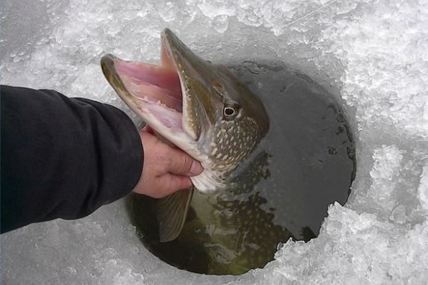 Ngay cả khi hồ đã đóng băng bạn cũng có thể bắt cá bằng tay ở Lapland